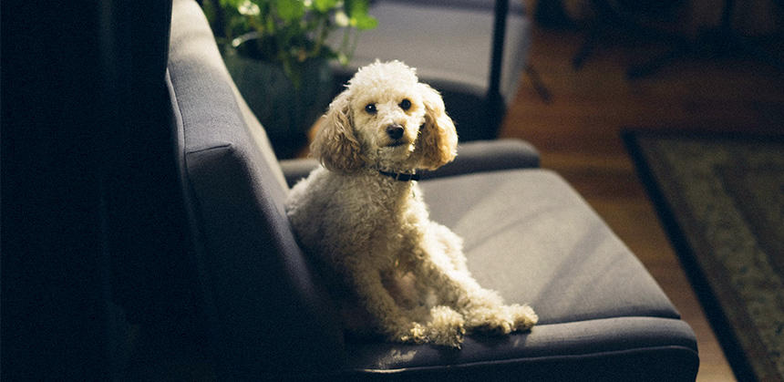 犬が一緒にいるだけで暮らしが豊かになります