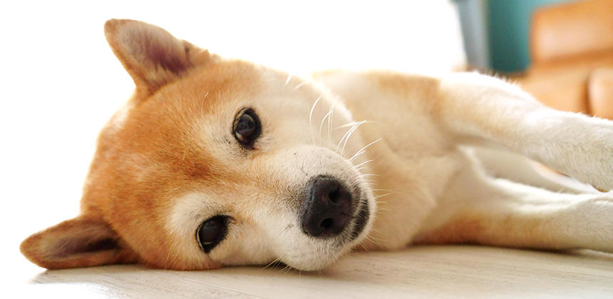 飼い主さんが落ち着いていれば、犬も心穏やかに