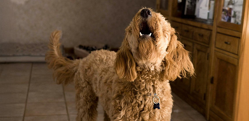 吠えを減らせる工夫とトレーニング法はいくつもあります