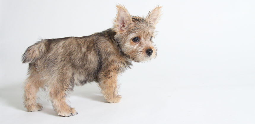 子犬は体内の水分量が多いのでぽっちゃりしていて問題ありません