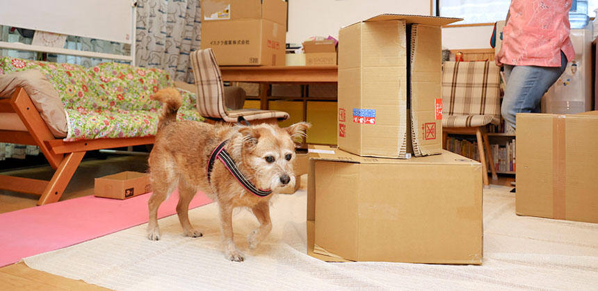 15歳でノーズワークを楽しんでいた、菅野家のウメちゃん