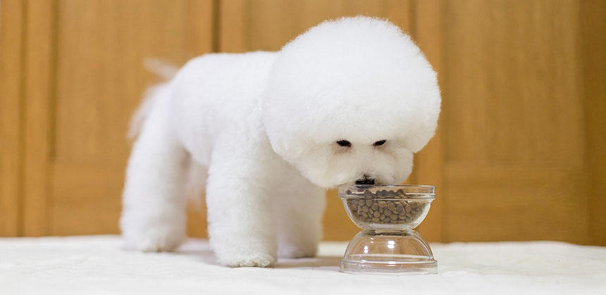 良質な総合栄養食を、理想体重に対する給与量を目安に与えましょう