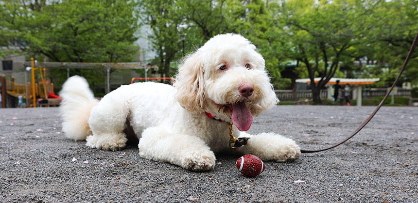 飼い主さんと散歩に出かけて遊んだりしながら過ごす幸せなひとときが、健康づくりに欠かせません