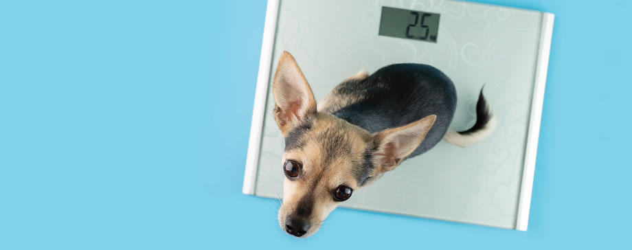 【＃獣医師に聞く】痩せすぎ注意！中医学の視点から獣医師が体調管理をアドバイス