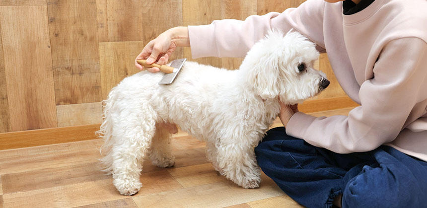 毛並みに沿って、弱い力でブラッシングをしていきます