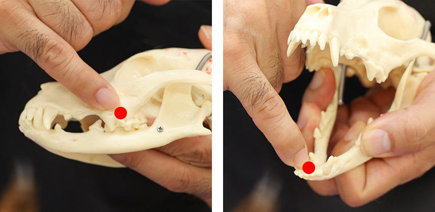 唾液腺の開口部