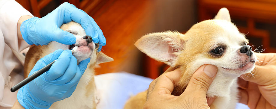 【＃獣医師に聞く】歯周病予防に唾液腺マッサージと正しい歯磨きを