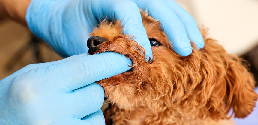 人差し指の第一関節まで塗ったジェルを、歯周ポケットに数回に分けて塗っていくだけの簡単ケア