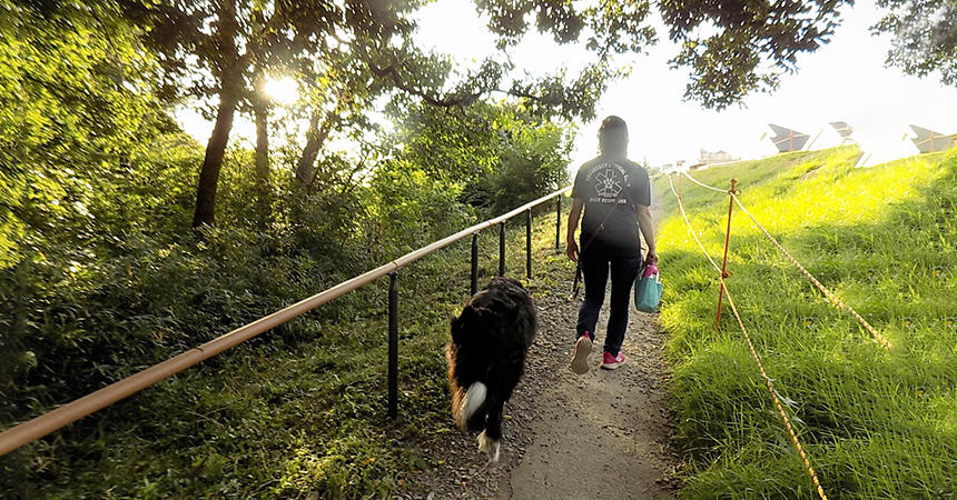 水没したこの歩道で、マロンくんは誰に会ってもどんな犬に会っても大丈夫