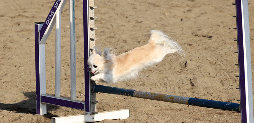 チワワでも、これだけのポテンシャルを持っています（写真はいりすちゃん）