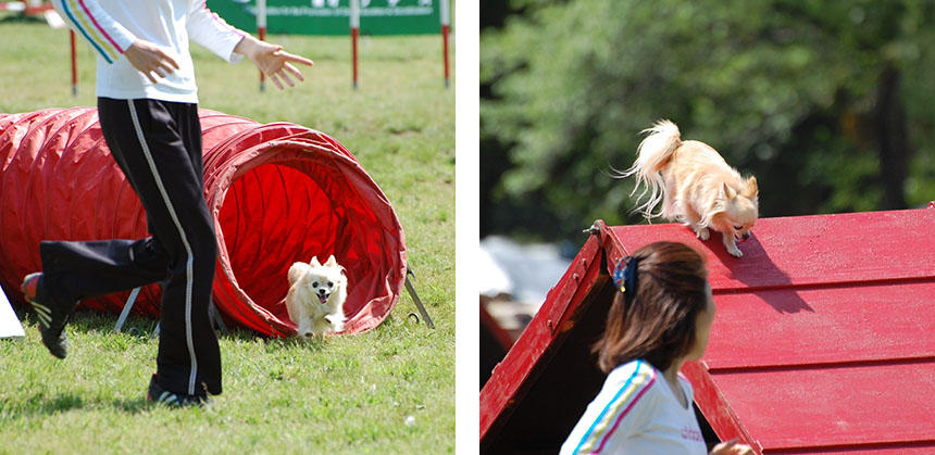 ママ（なかしまさん）の誘導でトンネルやAフレームを進む、しえろちゃん（写真提供：なかしまさん）