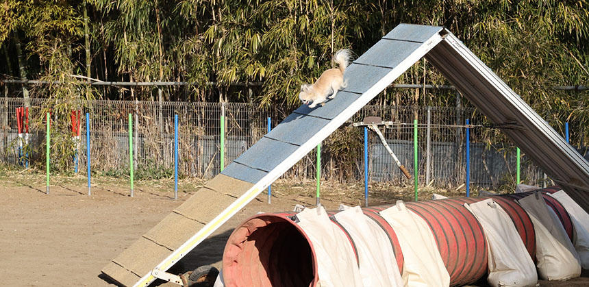 バランス感覚抜群のいりすちゃんは、障害物の中でもＡフレームやシーソーが得意