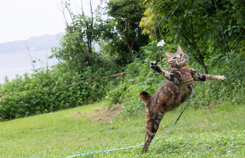 外出先では、猫には猫ならではの楽しみがあります ©Teruhisa Tajiri