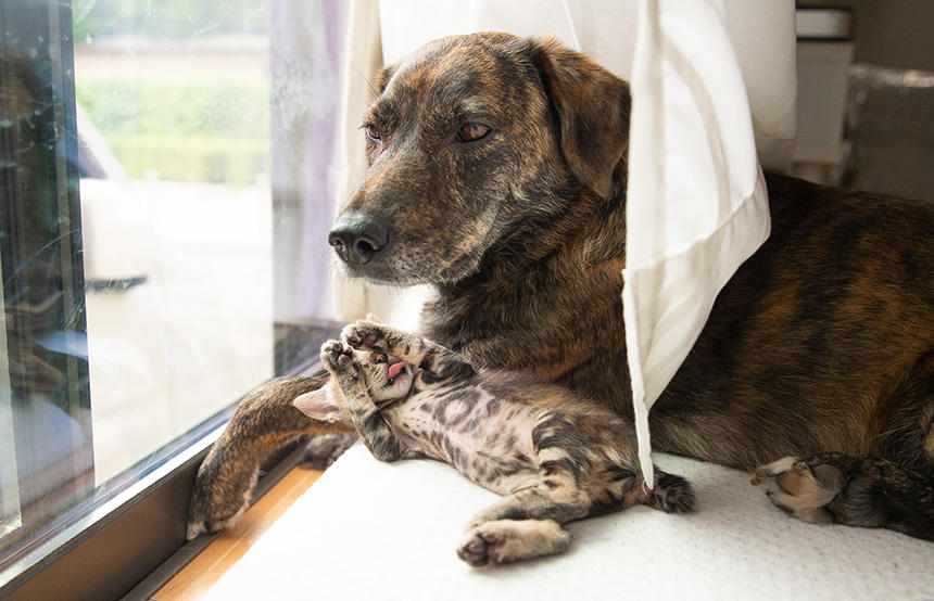 しっかり者のなつ母さんも、犬本来の習性と食欲には勝てず盗み食い!? ©Teruhisa Tajiri