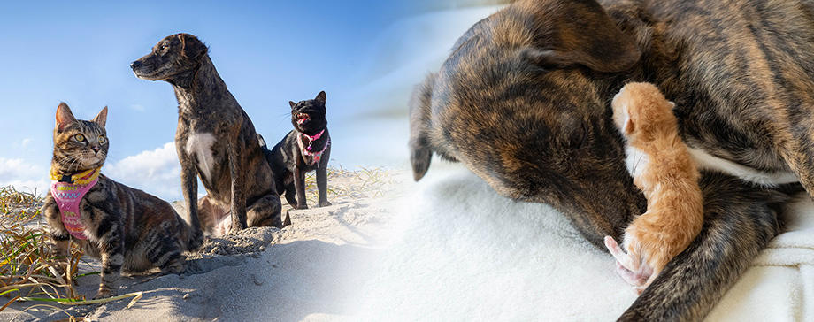 【＃大きな犬と】散歩も旅行も猫と犬と一緒！大きな犬と保護猫のほのぼのライフ