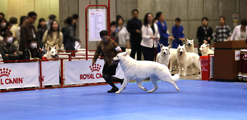 ホワイト・スイス・シェパード・ドッグの歩様審査の様子。順番待ちの犬たちも観戦!?