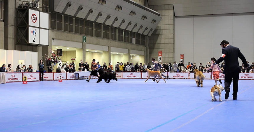 ラウンド時や歩様審査時、ハンドラーとの息ぴったり