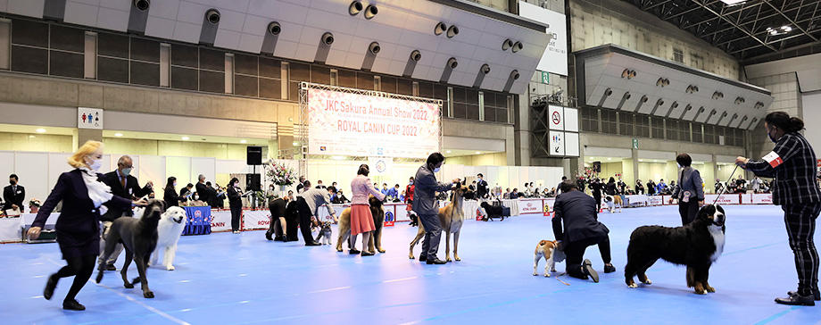 ドッグショーは胸躍る異空間！　ドッグショーの楽しみ方ガイド