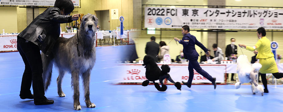 【＃大きな犬と】レア犬種もたくさん！華麗なるドッグショーを楽しもう