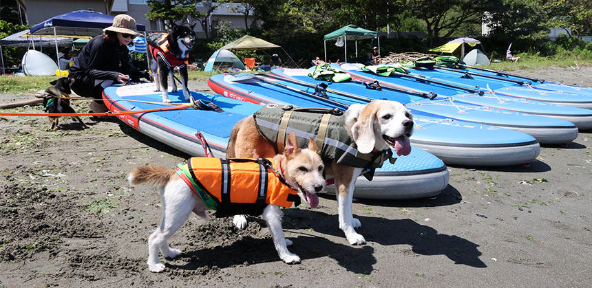 「海にまた入りたいよ～」と言わんばかりの犬たち
