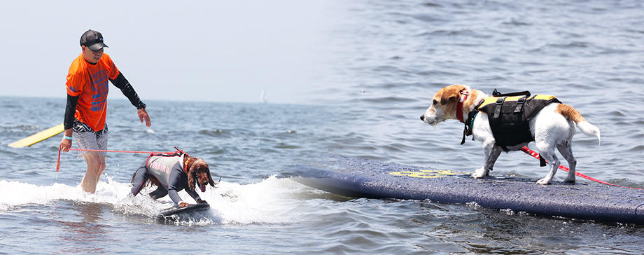 【＃うちの犬とチャレンジ】夏だ！ドッグサーフィンだ！大会取材でワクワクが止まらない