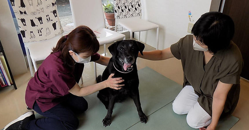 【＃大きな犬と】老犬介護士が伝授！介護のお役立ちアイデア７選