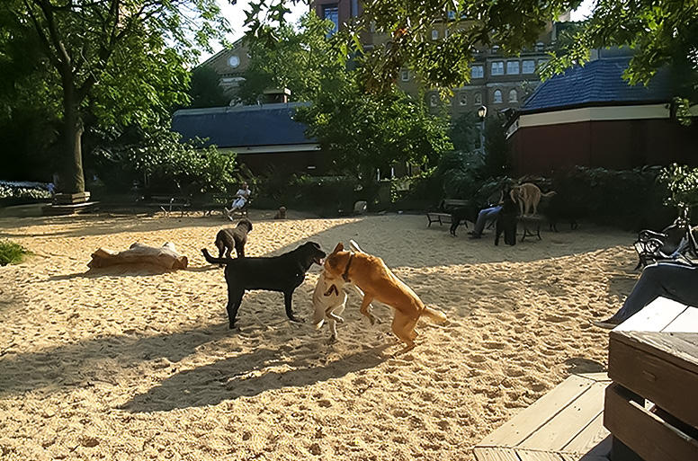 ニューヨークのマンハッタン中心部のドッグランの様子　©Kyone Usui