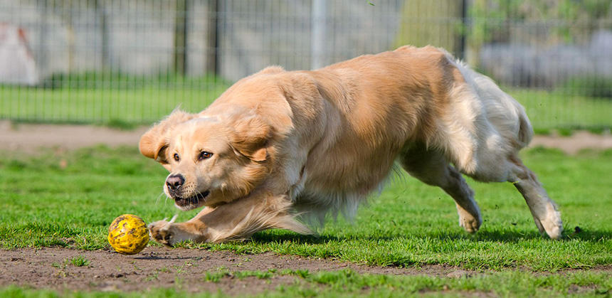ドッグランでのボール遊びはケンカが起こりそうにないメンバーのときや、ほかの犬がいないときがベスト