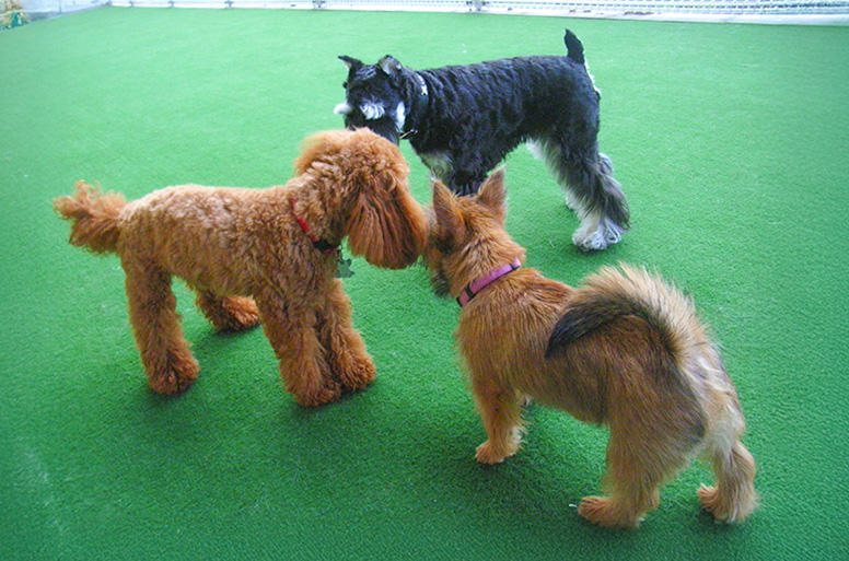 うちの子の行動をよく観察して、ほかの犬とのあいさつなどを強要することなく、犬の気持ちを尊重しながらドッグランで過ごしましょう　©Kyone Usui