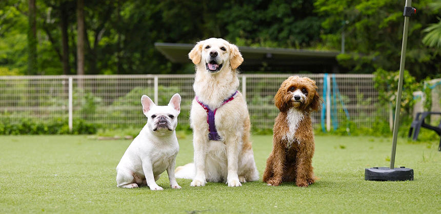 貸切ドッグランがある埼玉県のNAGURIにて ©Ayako Hachisu
