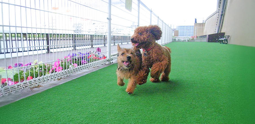 筆者の犬（左）のパピー期はドッグランをよく利用しました。成犬になり少々ガウるテリア気質が出てきてからは、人のいない公園でロングリードで遊ぶように　©Kyone Usui