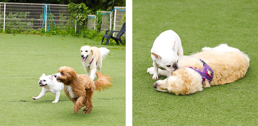 走ったり寝転がったりして遊ぶので、衛生的に使えるように配慮を　©Ayako Hachisu