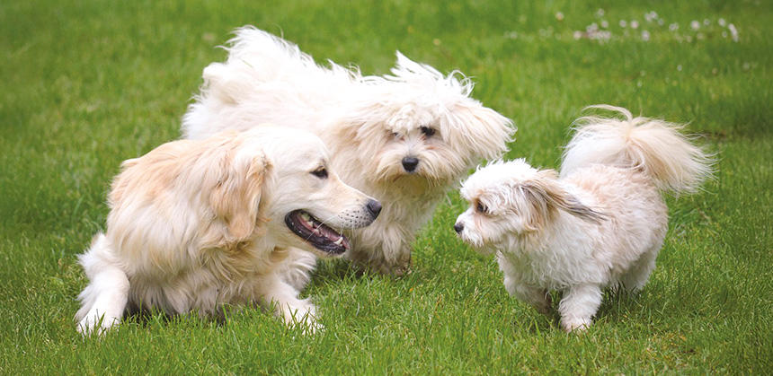 犬同士の友だちができれば、楽しさがさらにアップすることでしょう