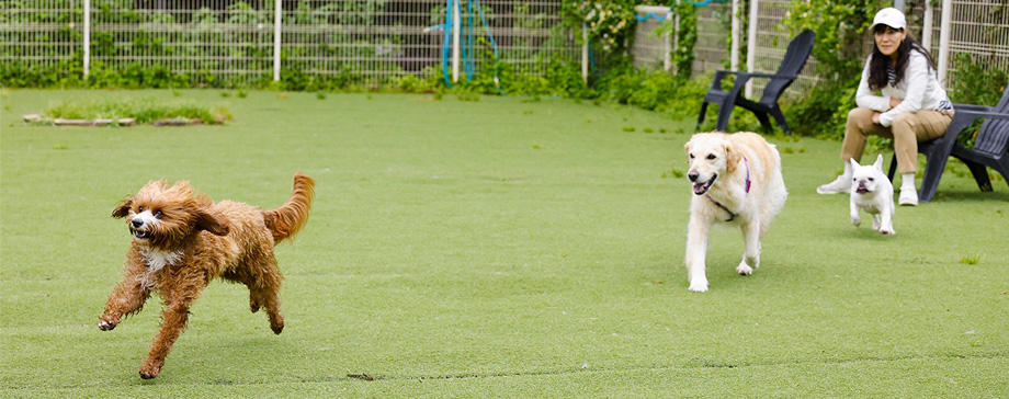 【＃犬とお出かけ】ドッグランを快適に＆安心して楽しむ方法