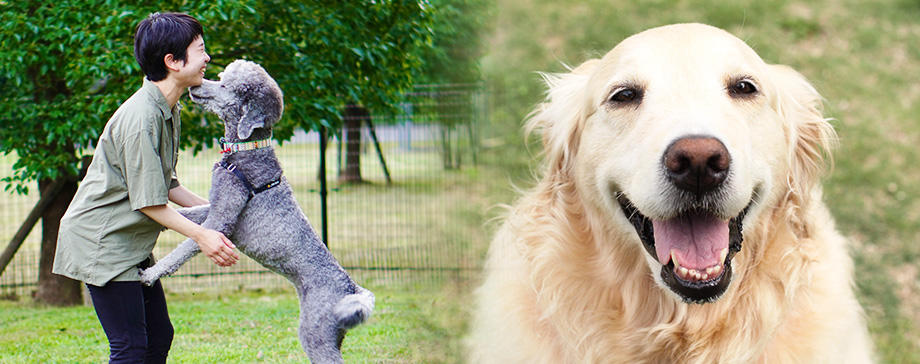 【サイエンス犬学】犬は飼い主との再会で涙を流す！最新研究の結果に飼い主も感涙!?