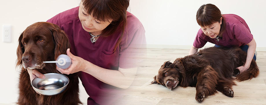 【＃大きな犬と】老犬の介護は少しの工夫で簡単＆負担軽減