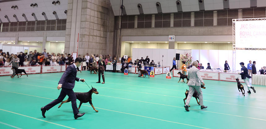 ハンドラーと息もぴったりな姿も見どころのひとつ