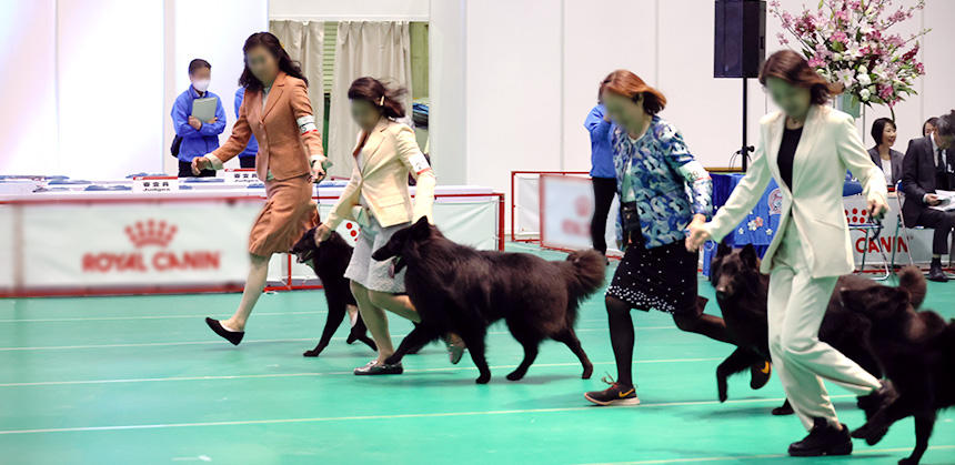 ベルジアン・シェパード・ドッグ・グローネンダール。こうした複数での歩様審査を見るのも楽しい