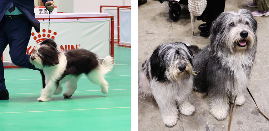 体高は42～50cmと、ビアデッド・コリーよりも少し小型の、ポリッシュ・ローランド・シープドッグ