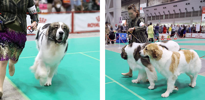 ピレニアン・マスティフは体高が大きいほど高評価を得られます