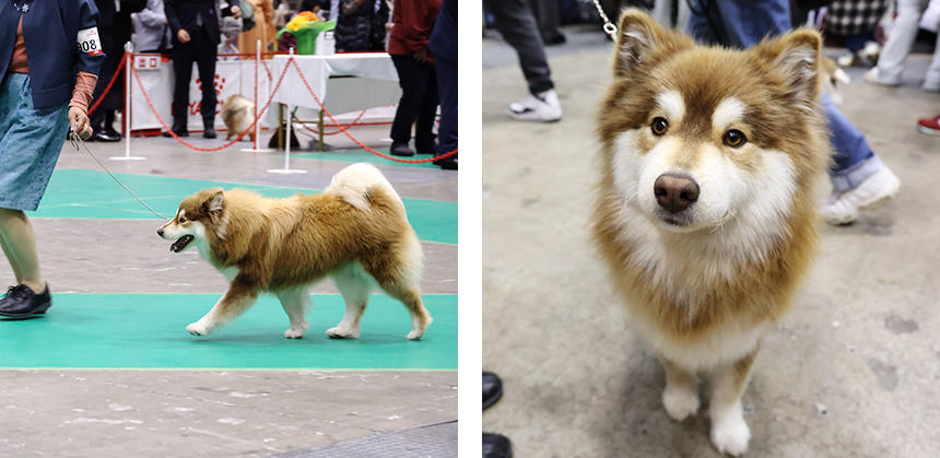 フィニッシュ・ラポニアン・ドッグ。出陳前も愛らしい外観から人目をひいていました
