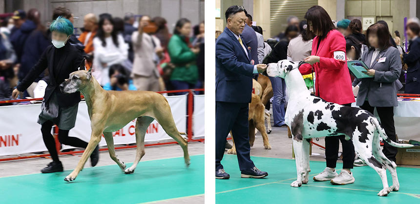 グレート・デーンは友好的でやさしい性格が重視されます。写真右の毛色はホワイトにブラックの斑があるハールクイン