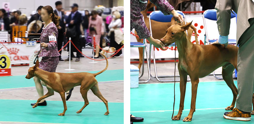 気品漂うファラオ・ハウンドの歩様審査の様子。触審では、歯並びや骨格構成や被毛の質などをチェック