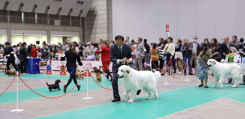 大きなグレート・ピレニーズの後方には、ミニチュア・ダックスフンドの姿が。その対照的な光景もドッグショーならでは
