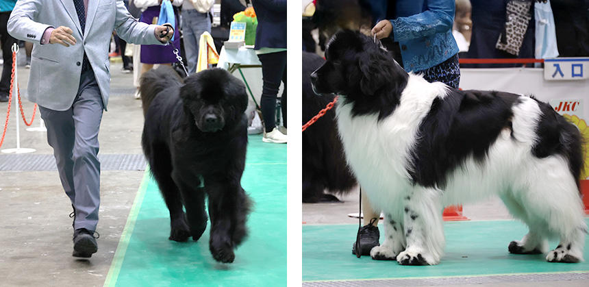 ニューファンドランドの毛色は、ブラック、ブラウン、ホワイト＆ブラックの３種類