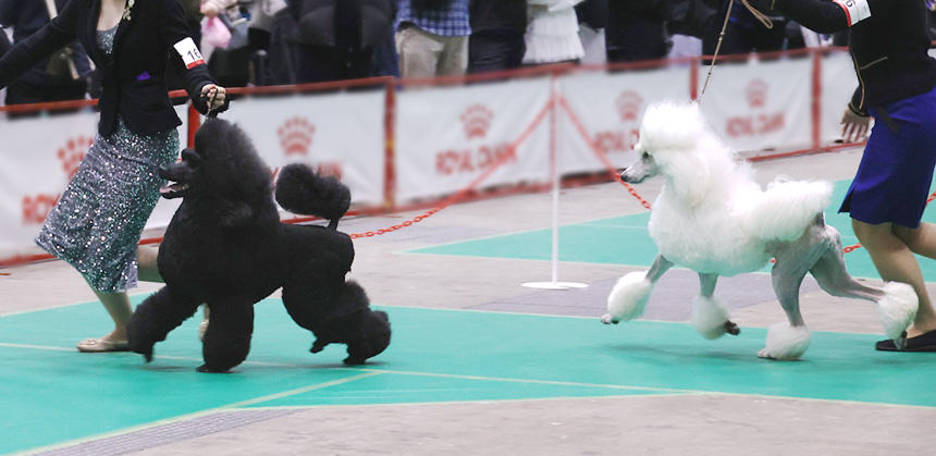 左がスカンジナビアン・クリップで、右がコンチネンタル・クリップ