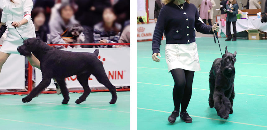 シュナウザーとは、ドイツ語で口ひげの意味。その名のとおり、立派なひげや眉毛が特徴