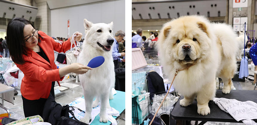 ご満悦顔のホワイト・スイス・シェパード・ドッグとチャウ・チャウ（右）