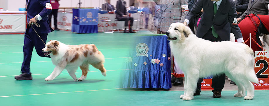 レア犬種や推し犬種を見にドッグショーへ！