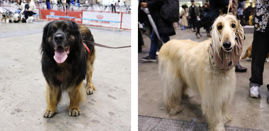 ドッグショーを引退したというレオンベルガー（左）。アフガン・ハウンド（右）は、普段の装いで